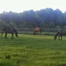 Serenity Horse Stables