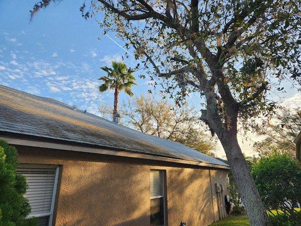 Monster Tree Service of North Tampa