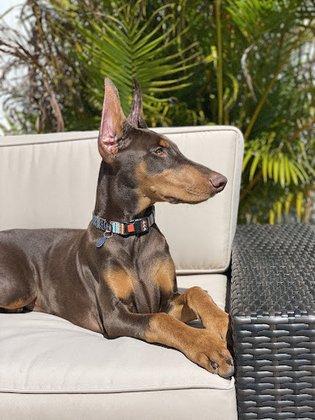 acacia kennels