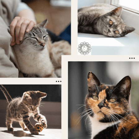 Mystic Whiskers Cat Care