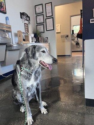 EDGE Animal Hospital