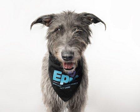 Epic Specialty & Emergency Pet Care