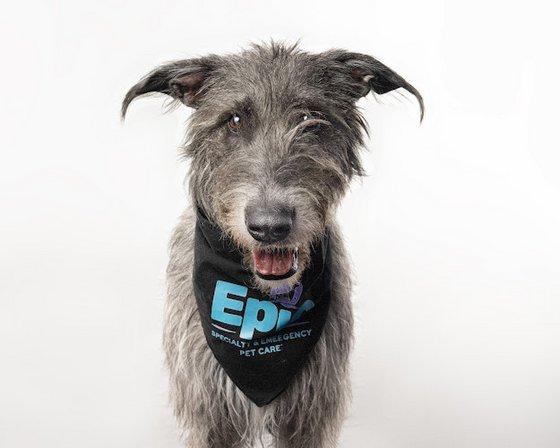 Epic Specialty & Emergency Pet Care