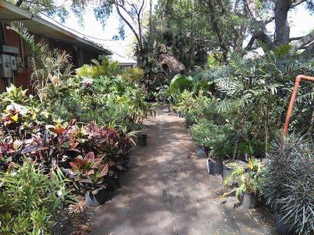 DISCOUNT PALMS AND PLANTS