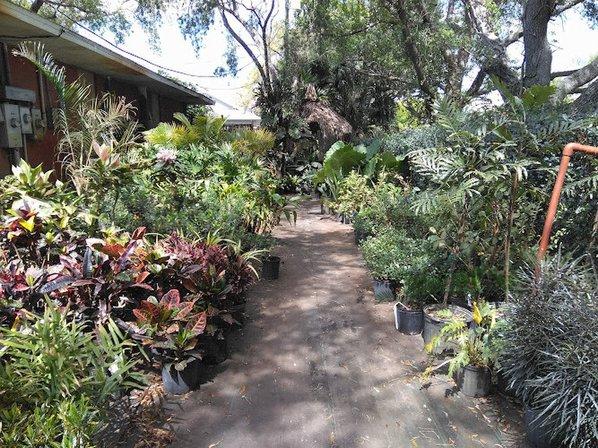 DISCOUNT PALMS AND PLANTS