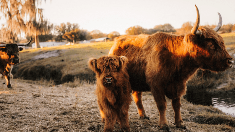 Cow Creek Farm