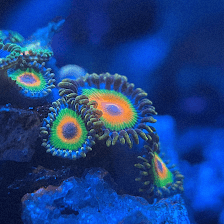 Aquatic Underworld