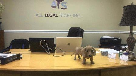 All Legal Staff, Inc.