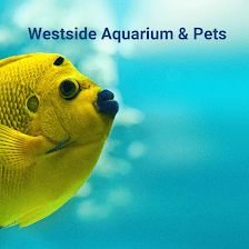 Westside Aquarium & Pets