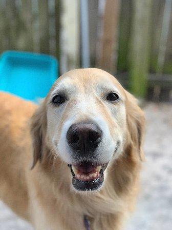Farley Pet Care