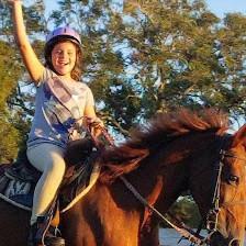 A&A Equestrian Coaches, Pinellas Horse