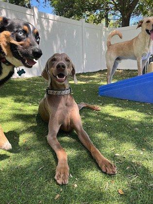 Rowdy's Pet Resort