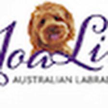 JoaLins Australian Labradoodles