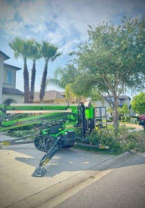 Hairy Tree Care