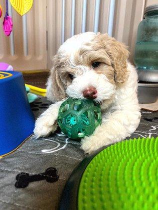 JoaLins Australian Labradoodles