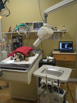 Westchase Veterinary Center and Emergency