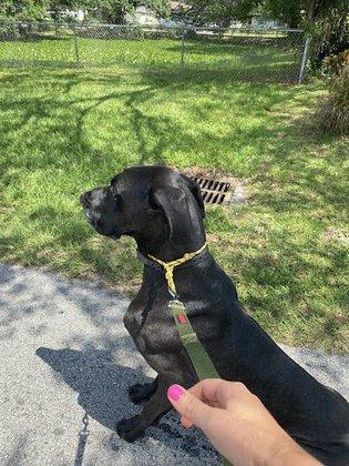 Revolution Dog Training
