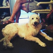 Dog Days