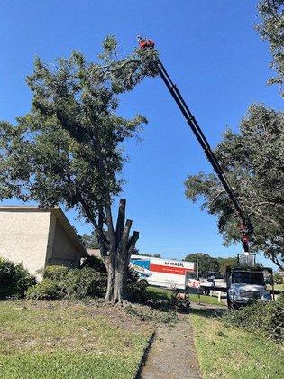A Low Cost Tree Sevice™ Removal & Trimming