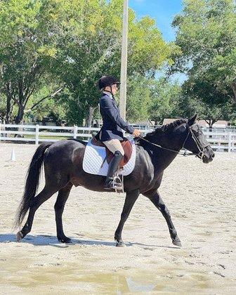 A&A Equestrian Coaches, Pinellas Horse