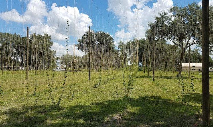 Florida Hop Growers