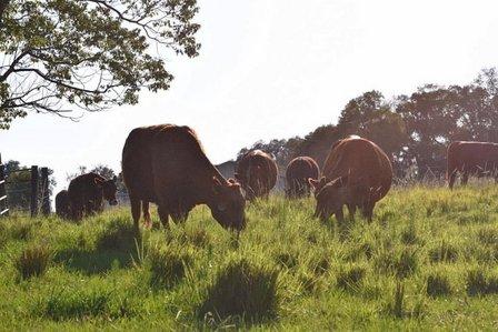 Watkins Red Angus