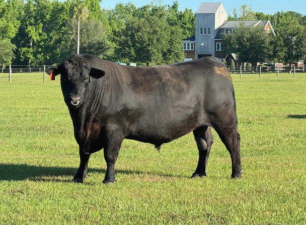 Big Timber Cattle Company