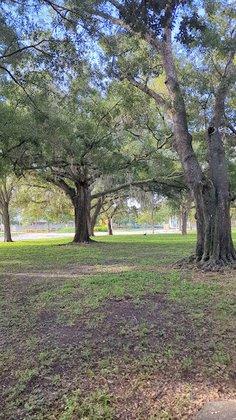 USF Tampa