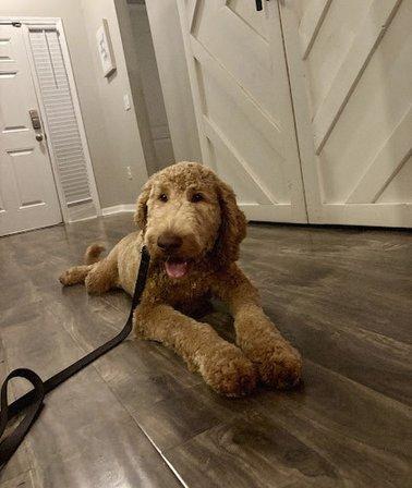 Bespoke Canine Training