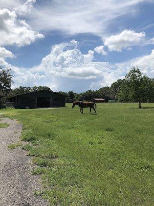 Heels Down Equestrian Boarding & Sales (Tarpon)