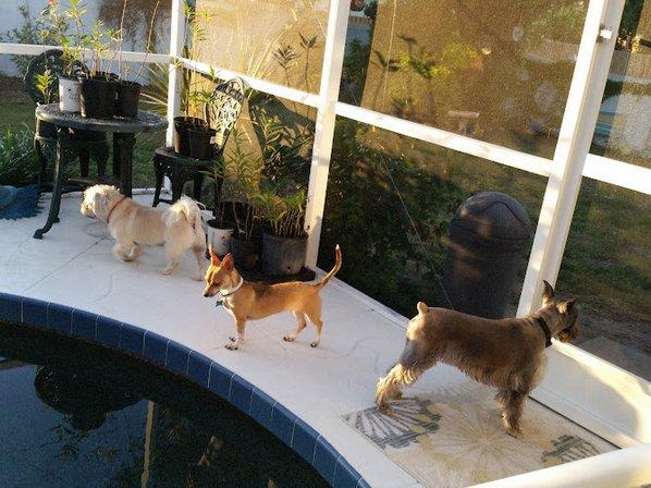 Where Pets are Family - Small Dogs (under 20lb) Boarding & Daycare