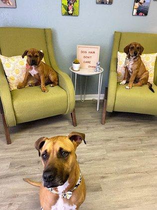 Ohana Dog Spa
