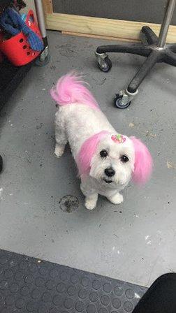 Bath N’ Doggie Works