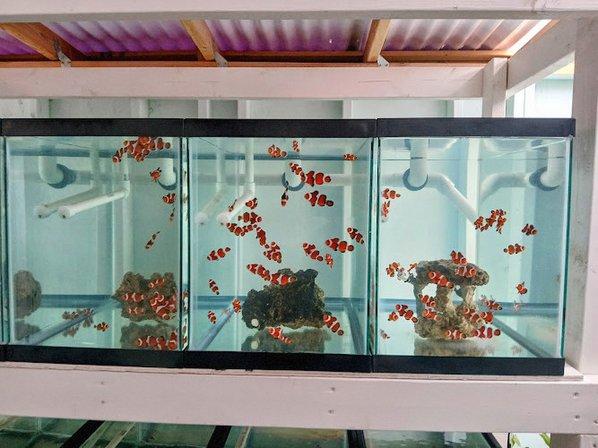 Mike Dudley Clownfish