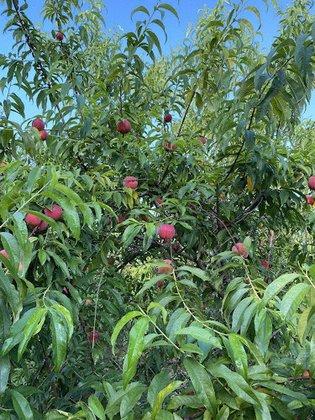 The Southern Peach Company
