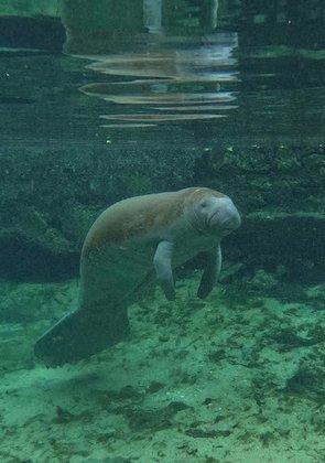 Go Local Manatee Tours