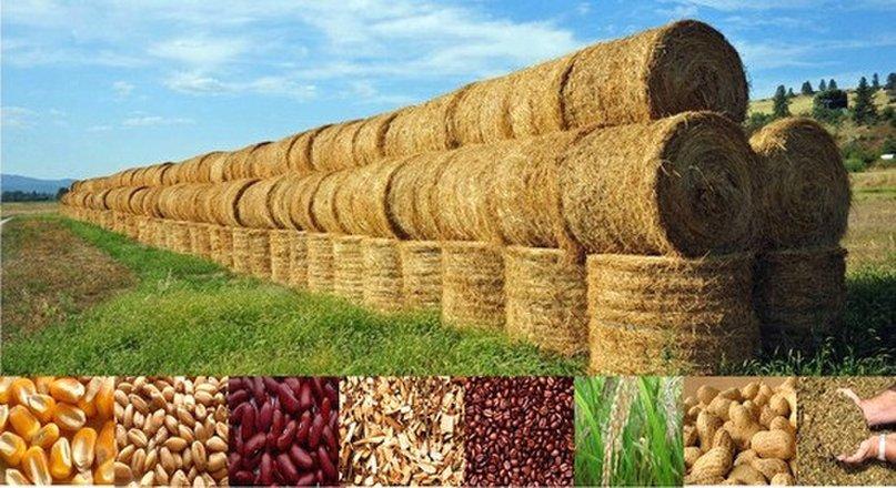Best Harvest USA