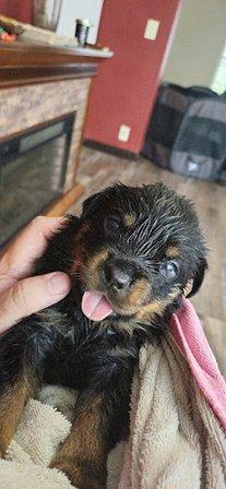 D5rottie ranch