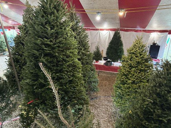 Winterland Christmas Trees