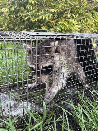 Sully’s Rodent Remediation & Wildlife Control