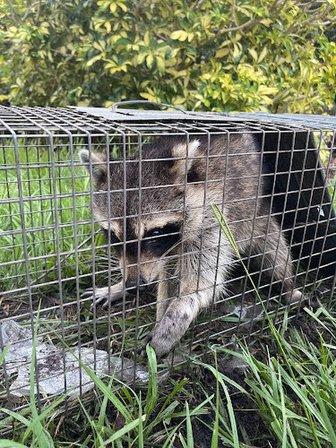 Sully’s Rodent Remediation & Wildlife Control