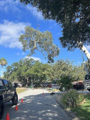 DB's Tree Service