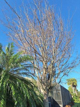 McDuffie's Tree Service
