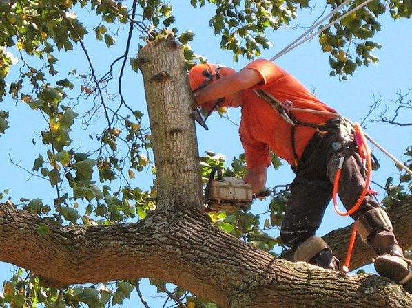 Beaver's Tree Service