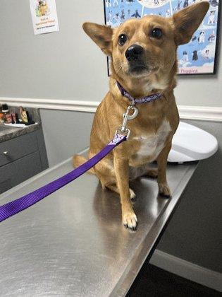 Countryside Animal Hospital