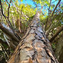 Big Top Tree Service