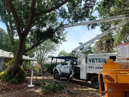 Veteran Tree Experts