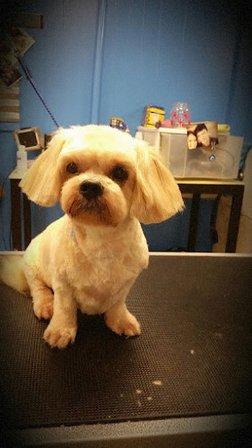 Tails of the Clip Pet Grooming Saint Petersburg, Fl