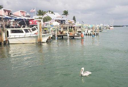Hubbards Marina Dolphin Watching Tour