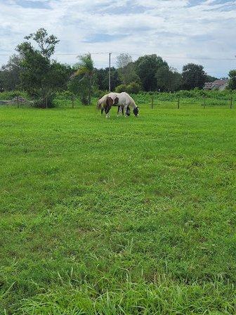 Agape Animal Farms, LLC